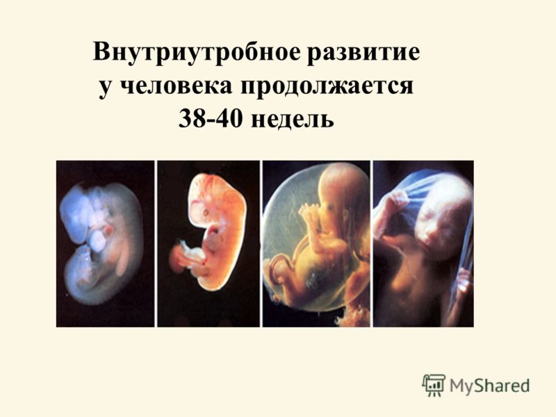 Периоды внутриутробного развития