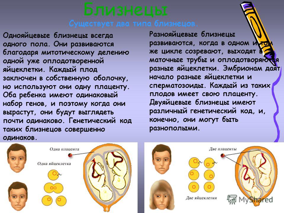 Однояйцевые близнецы. Двухьяйцевые Близнецы. Возникновение однояйцевых близнецов. Однойцавые разнойцевые блтзнецы.