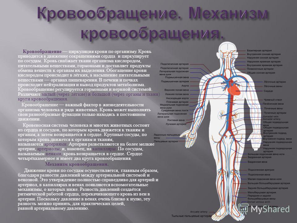 Положение в организме. Кровообращение в организме человека. Система кровообращения человека. Кровоснабжение организма человека. Циркуляция крови в организме.