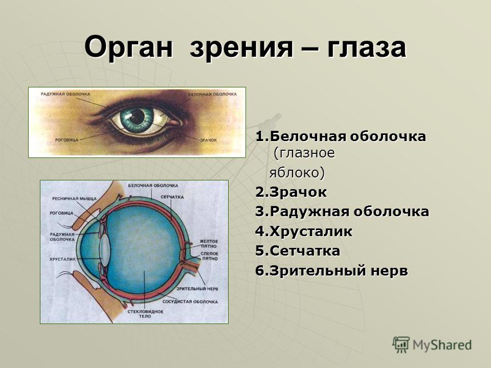 Какой части глазного яблока образуется изображение предмета. Органы чувств зрение строение. Органы чувств человека глаз анатомия. Строение глаза. Органы зрения глаза человека.