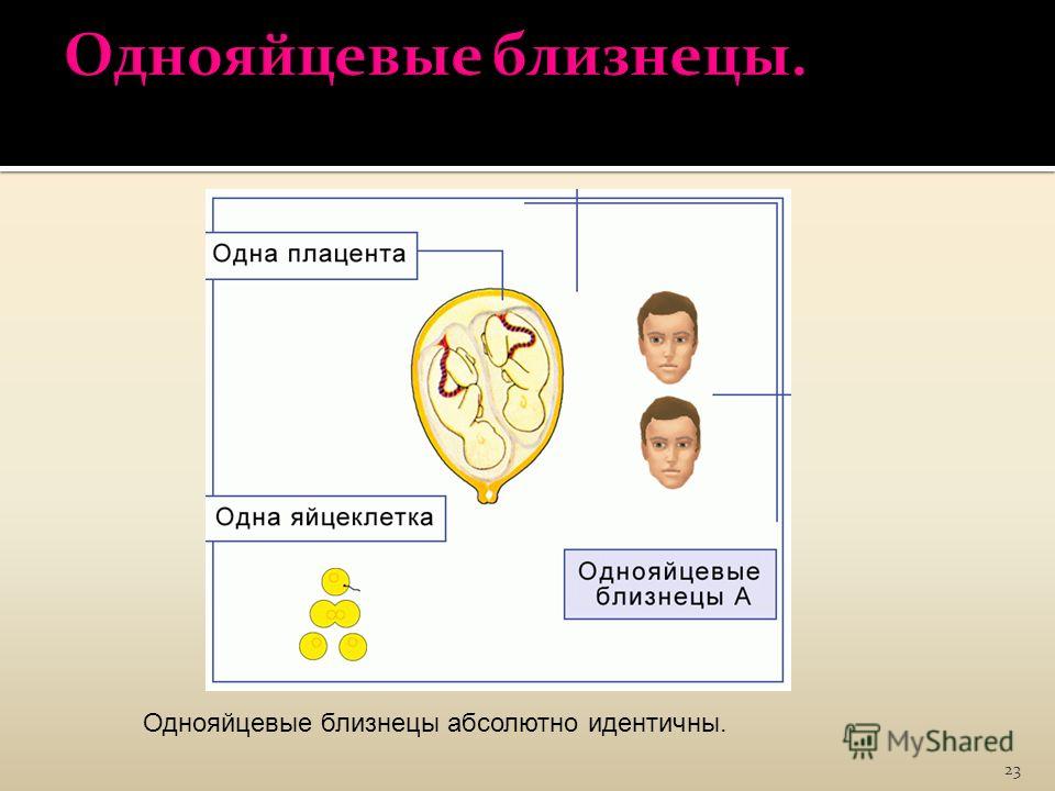 Почему однояйцевые близнецы имеют одинаковый генотип