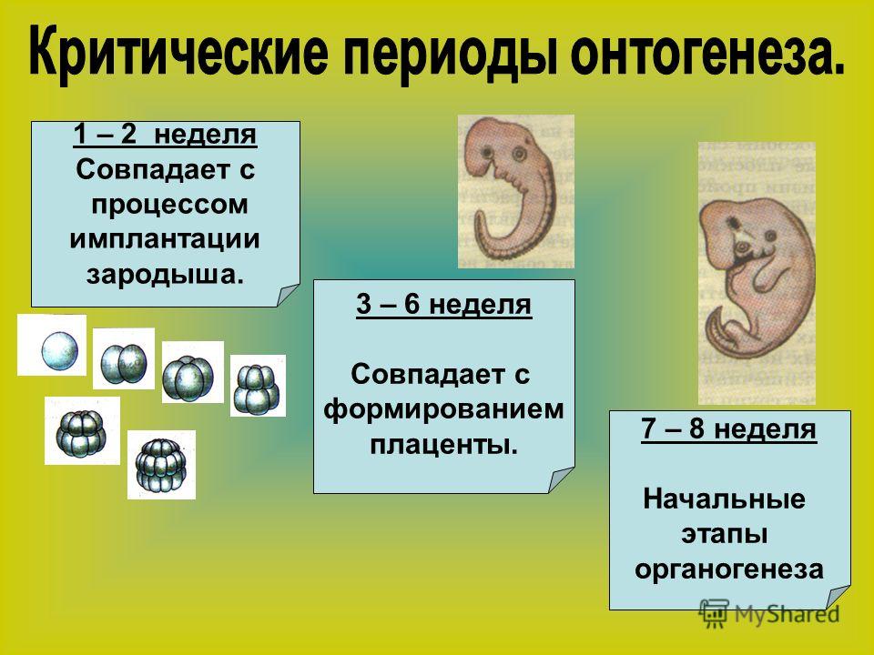 Имплантация эмбриона презентация