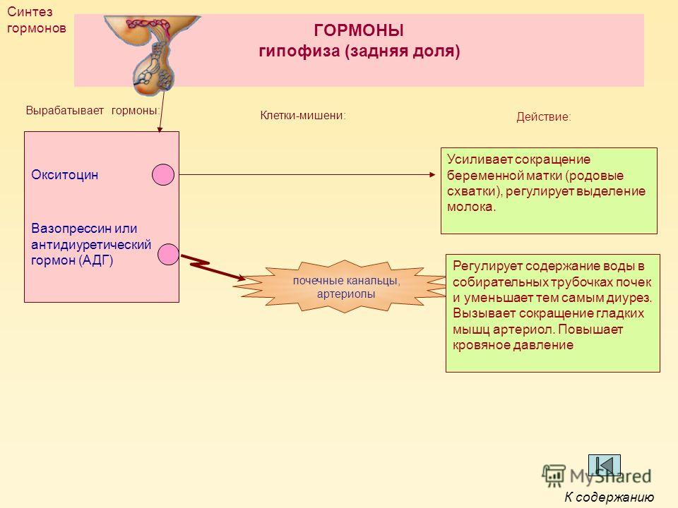 Гормон клетка. Гормон вазопрессин орган мишень. Окситоцин клетки мишени. Клетки мишени гормонов гипофиза. Синтез гормонов гипофиза.