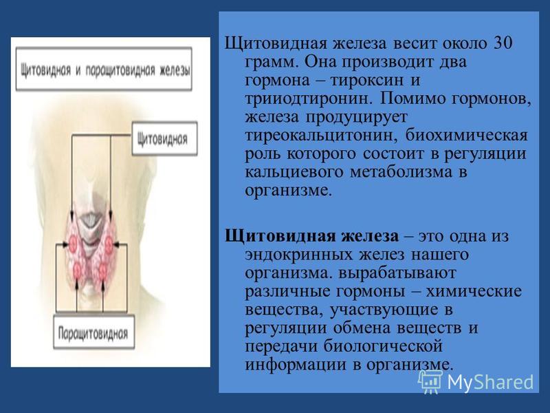 Железы форум. Гормон щитовидной железы тиреокальцитонин:. Железа продуцирующая тироксин и тиреокальцитонин. Тиреокальцитонин вырабатывается щитовидной железой. Роль тироксина и трийодтиронина в организме заключается в регуляции.