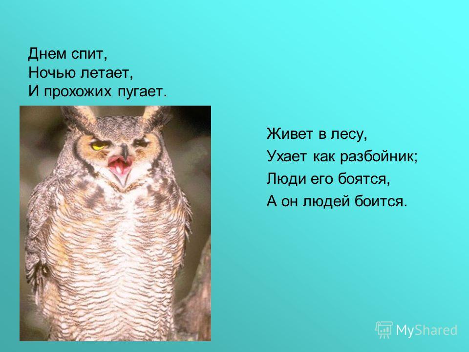 Эти животные ночью не спят пронумеруйте рисунки в соответствии с подписями