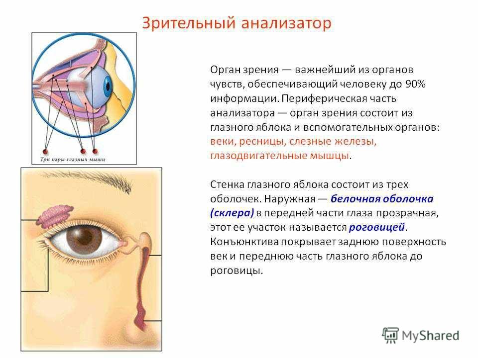 Патологии органов зрения анатомия. Анализатор зрения анатомия. Зрительный анализатор строение и функции. Анализатор зрения строение и функции. Глазной анализатор строение и функции.