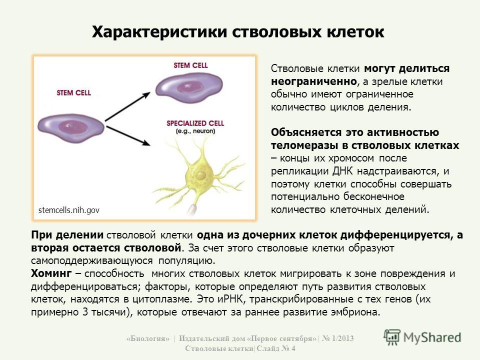 Стволовые клетки в биотехнологии презентация