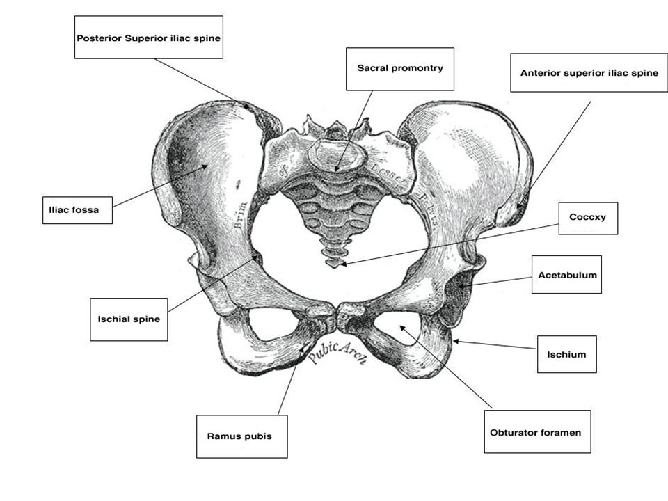 Таз отдел скелета. Кости таза анатомия. Строение скелета таза. Строение тазовой кости анатомия. Таз кость анатомия человека.