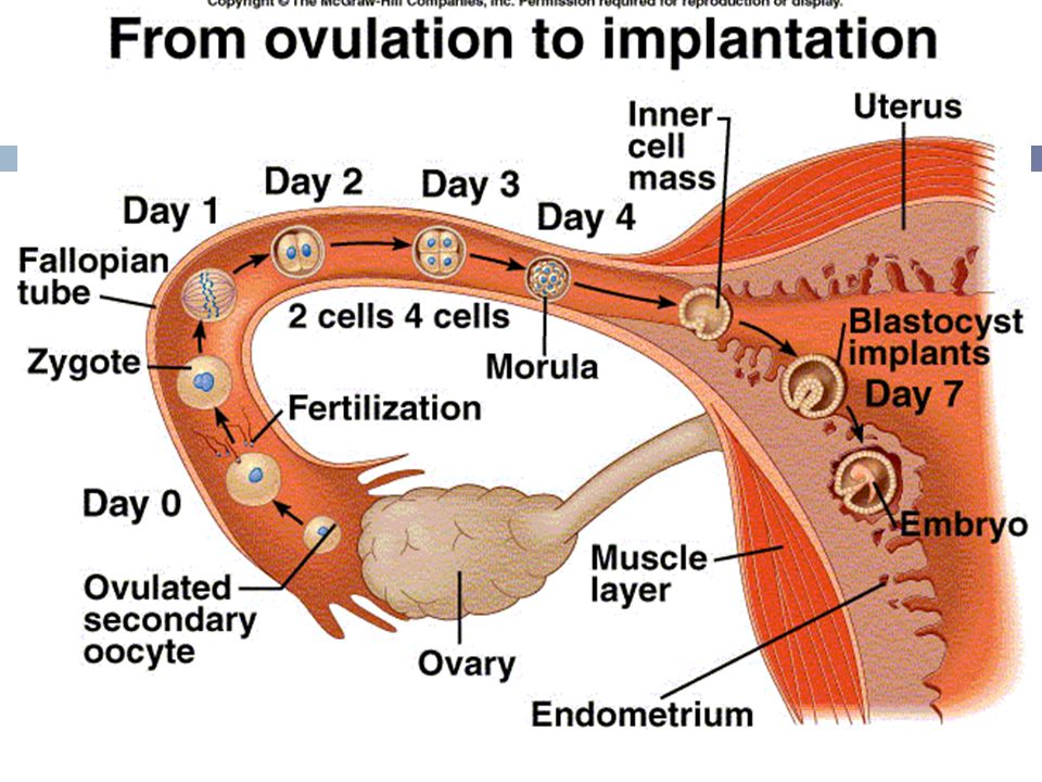 День овуляции форум зачатие. Этапы оплодотворения яйцеклетки у человека по дням. Оплодотворение в маточной трубе. Путь яйцеклетки в матку схема. Путь оплодотворенной яйцеклетки в матку по дням.