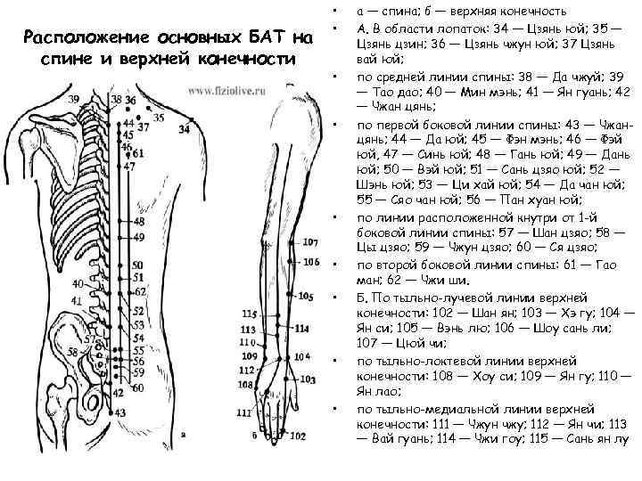 Биологически активные точки на теле человека фото с описанием