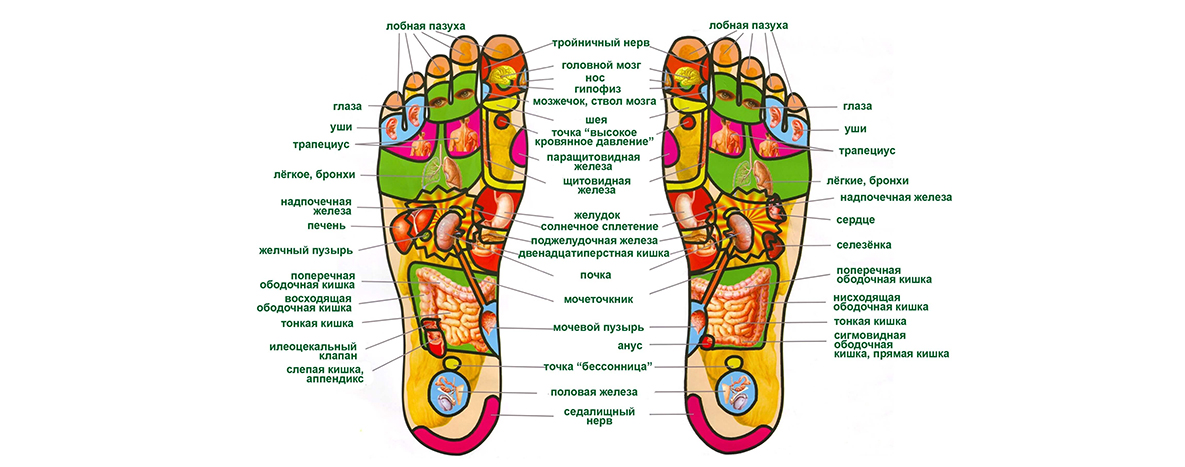 Схема органов человека на стопе фото и описание