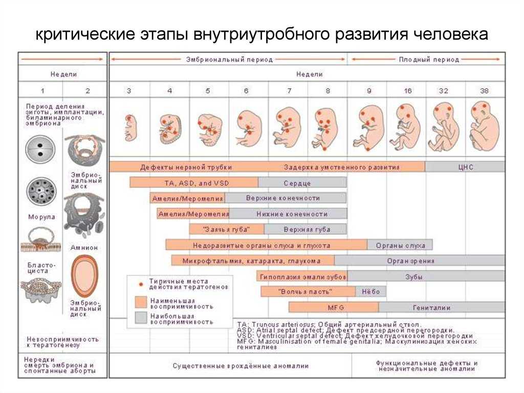 Внутриутробное развитие плода по неделям презентация