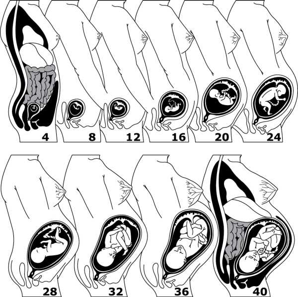 Расположение плода по неделям в животе беременности фото