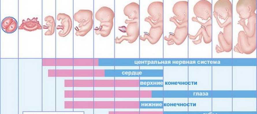 Развитие ребенка по неделям во время беременности с фото и ощущения женщины