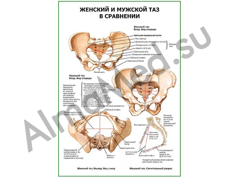 Что такое малый таз у мужчин фото и описание