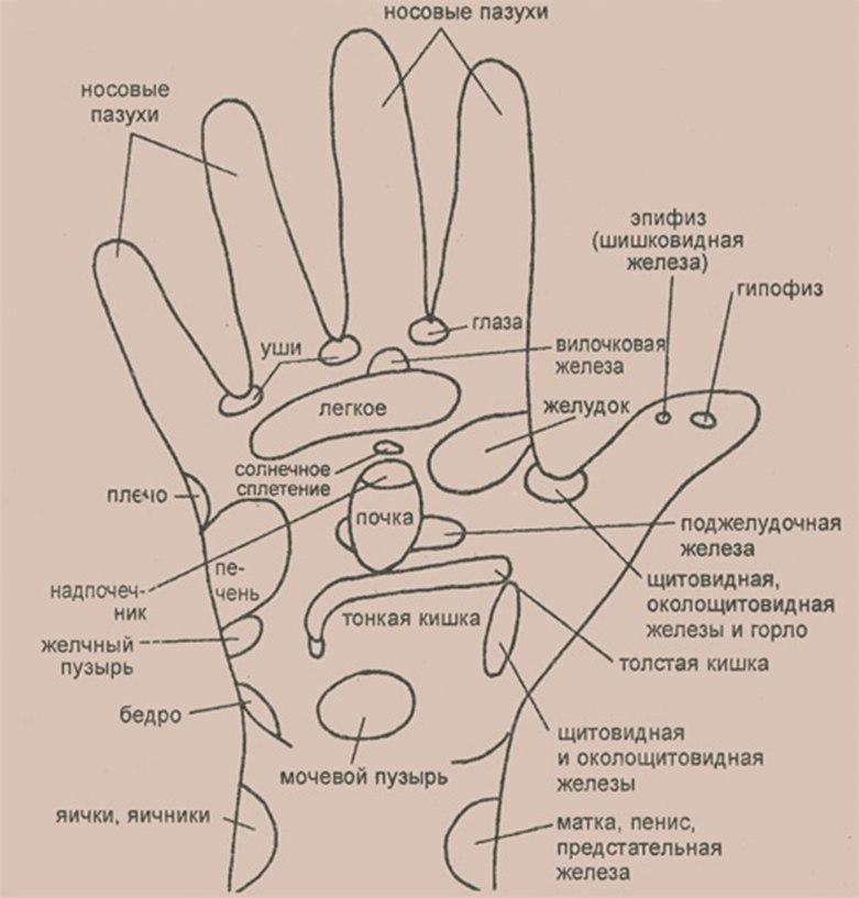 Активные точки на ладонях схема отвечающие за органы