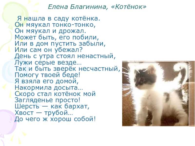 Стихотворение Елены Благининой котенок. Стих котёнок Благинина. Я нашла в саду котенка он мяукал тонко-тонко. Люблю животных стих