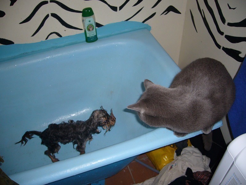 Соседская собака всю ночь протяжно и жалобно. Котик в ванной. Смешные фото с надписями. Кот в ванне. Котята приколы.