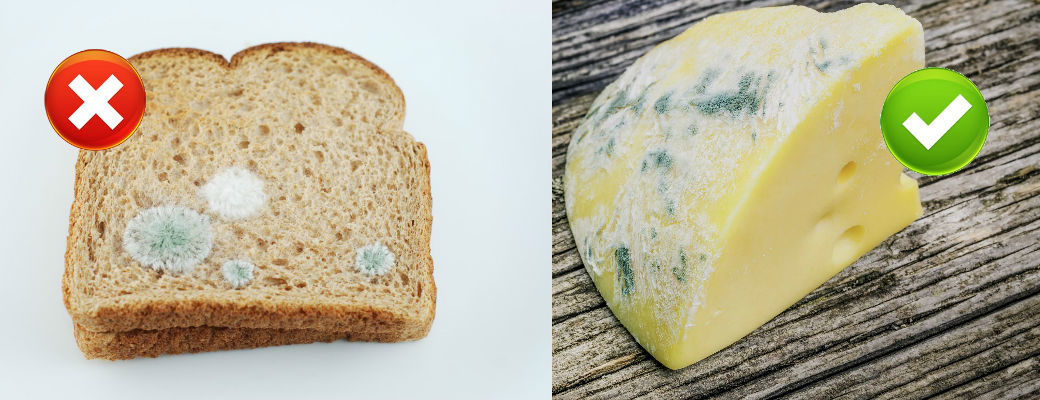 Почему сыр в холодильнике. Плесень на продуктах. Плесневый хлеб. Хлебная плесень. Ест хлеб с плесенью.