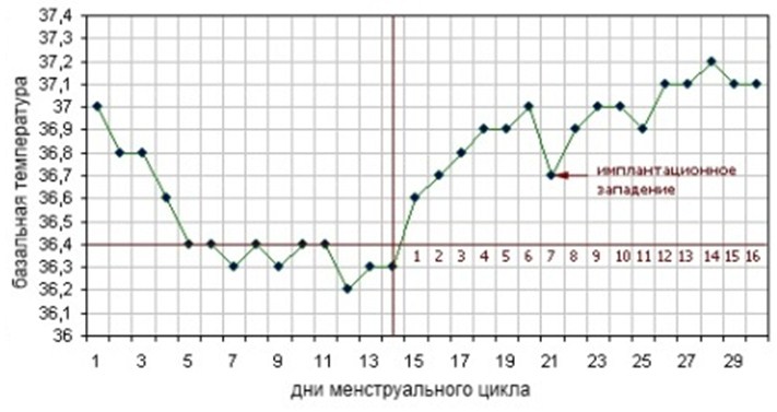 Температура на 6 день беременности