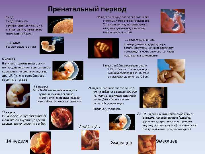 Беременность по неделям развитие плода женщины фото и ощущения после 35 лет