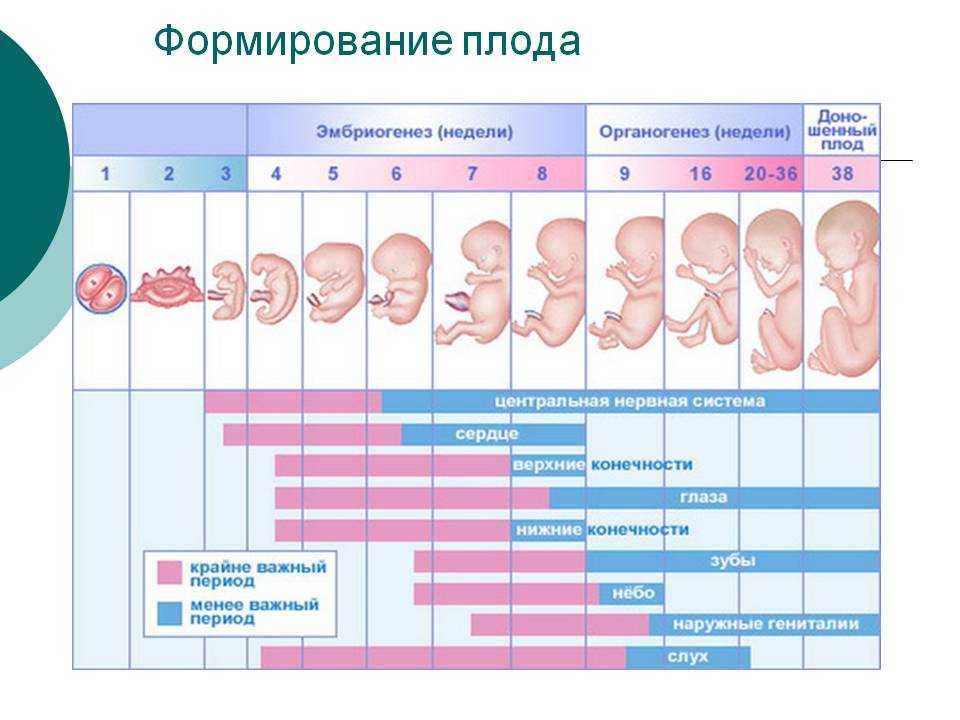 До скольки недель принимать. Размер ребёнка в 12 недель беременности. Развитие плода по неделям беременности описание с фото. 28 Недель беременности сколько это месяцев. Рост ребенка в 9 недель беременности.