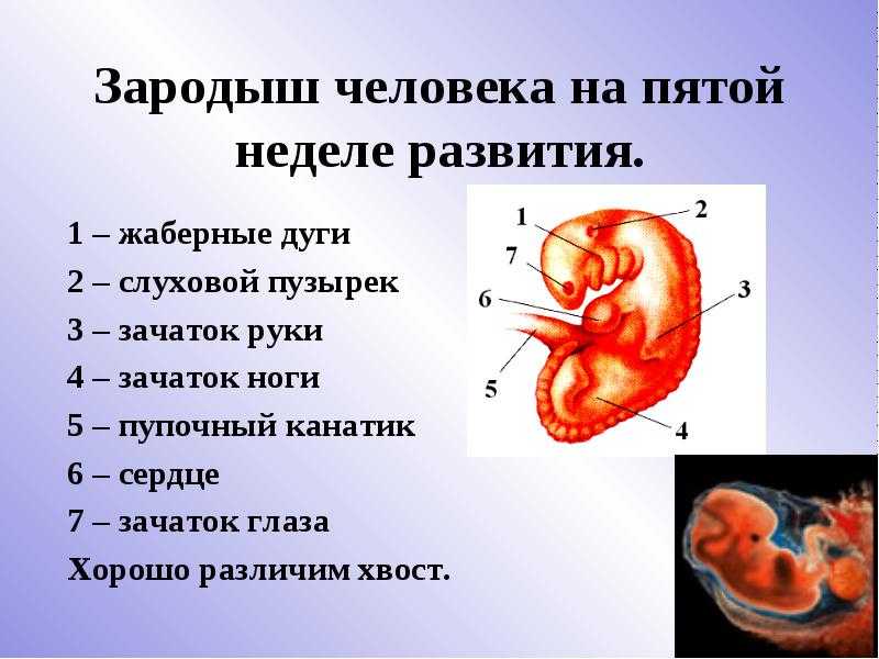 Развитие плода схема