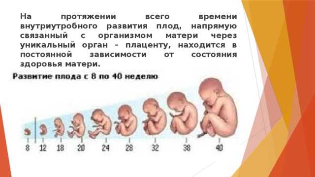 Через какое время формируется. Формирование плода в утробе. Развитие плода по неделям. Эмбрион ребенка по неделям беременности. Внутриутробное развитие ребенка по месяцам.