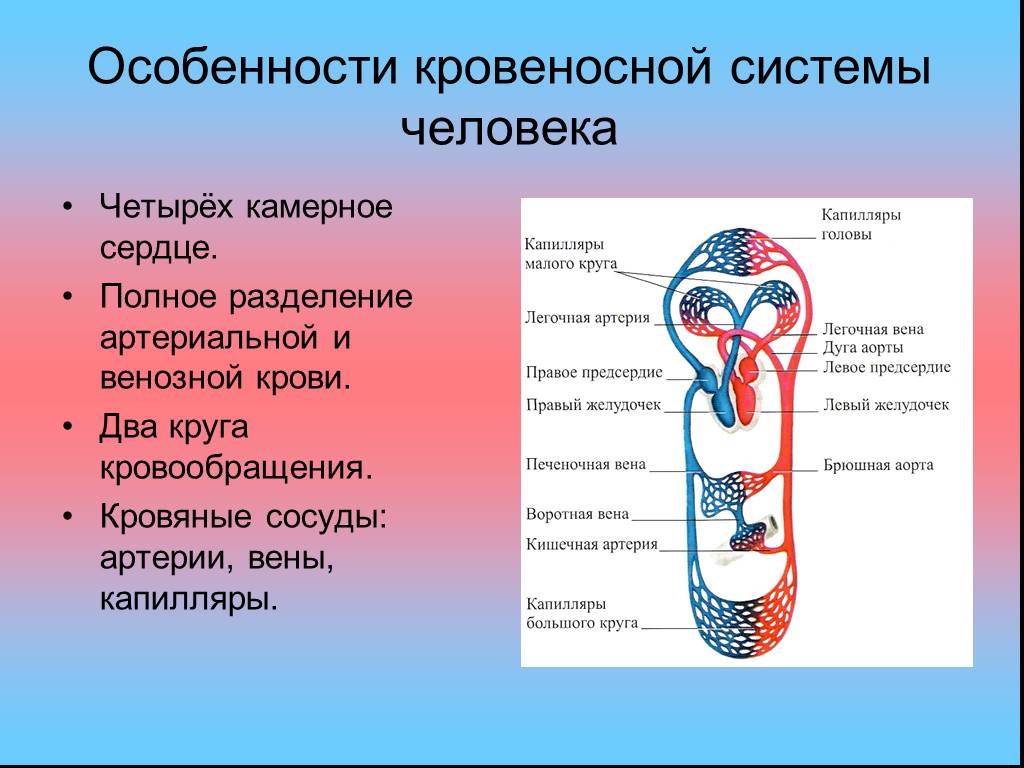 Круги кровообращения червей. Строение системы кровообращения человека. Система кровообращения человека схема 8 класс. Характеристика кровеносной системы человека. Схема строения кровеносной системы человека биология 8 класс.