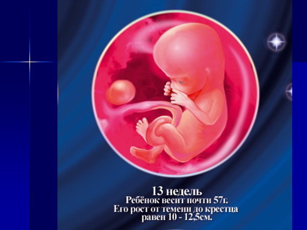 Плод 13 недель развития. Зародыш 10 недель беременности. 9 Недель беременности размер плода. Как выглядит ребенок в 9 недель.