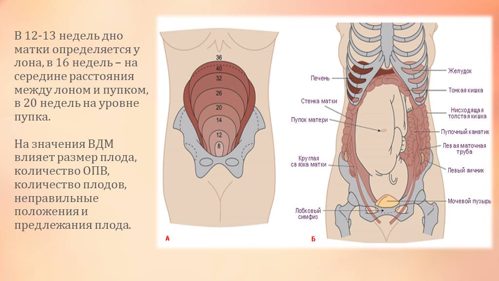 Живот где матка. Высота стояния дна матки при 12 неделях. Высота стояния дна матки на 12 неделе беременности. 16 Недель высота дна матки матки. Высота стояния матки в 16 недель.