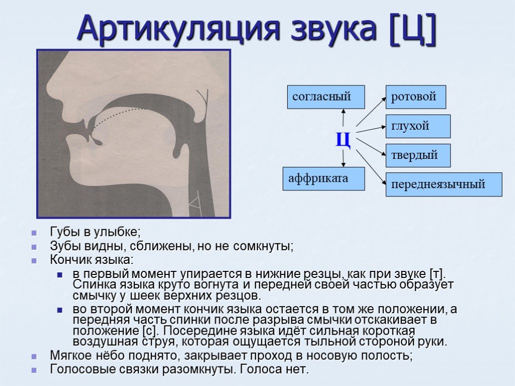 Картинка артикуляция звука с