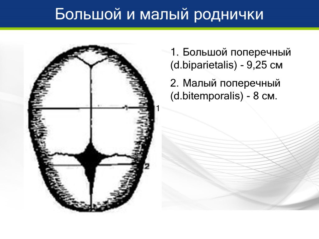 Презентация головка плода