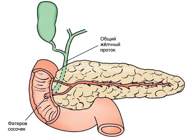 Желчный проток находится. Фатеров сосочек и сфинктер Одди.