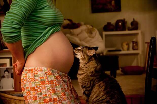 Заметила что живот. Котики и беременные женщины.