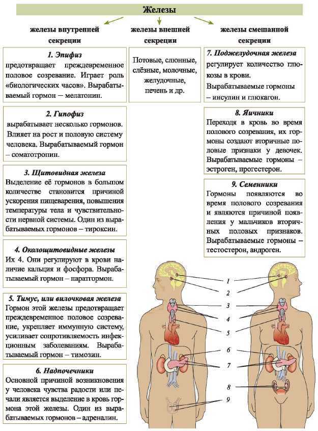 Какой гормон вырабатывают железы внутренней секреции обозначенные на рисунке