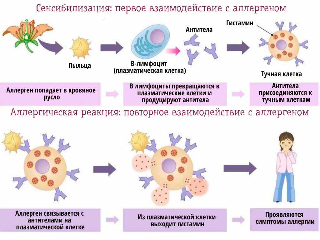 Пищевая аллергия иммунология презентация