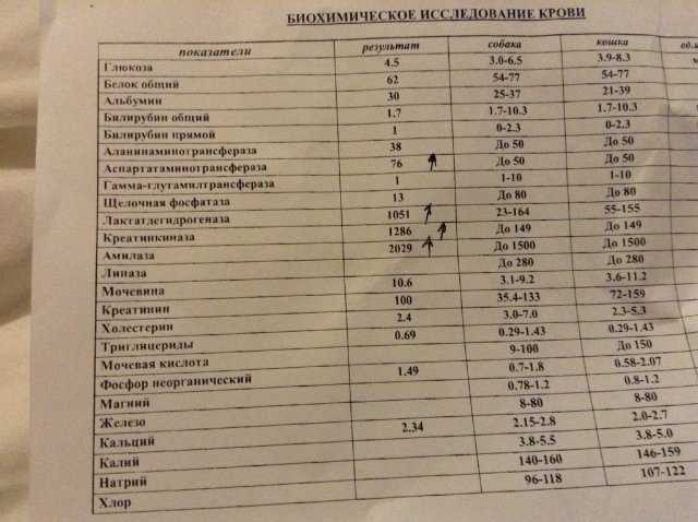 Щелочная фосфатаза повышена у собаки