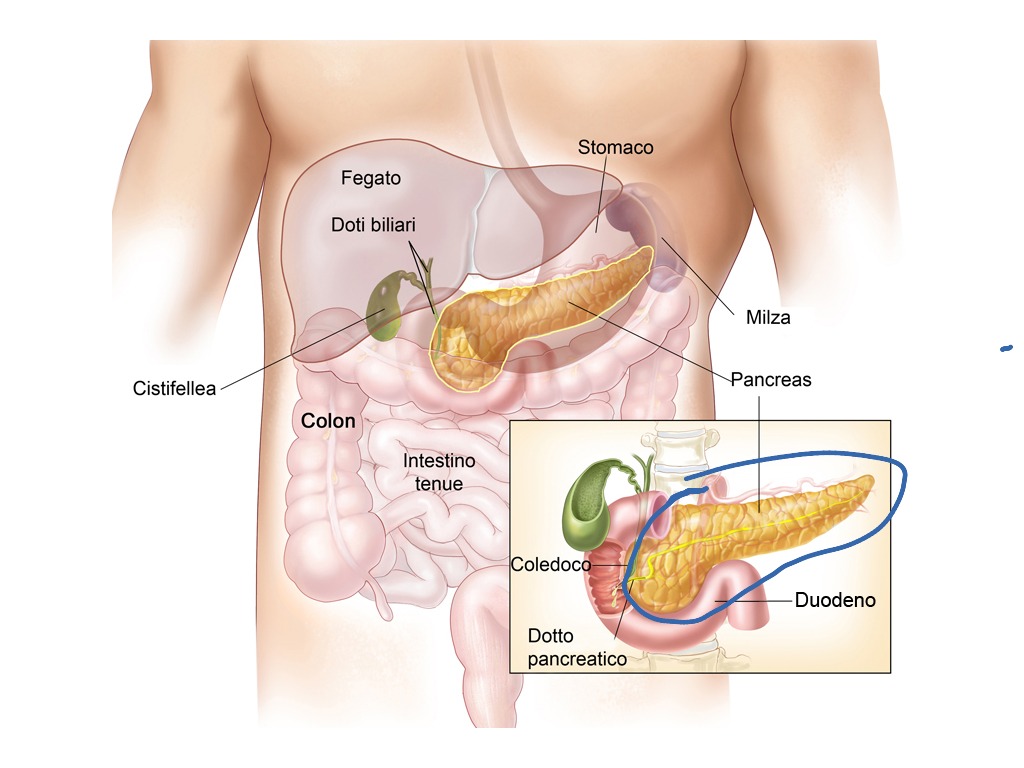 Вторичный панкреатит. Поджелудочная анатомия. Строение человека желчный пузырь и поджелудочная железа.