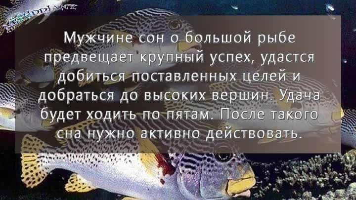 Видеть во сне свежую рыбу для женщины. Увидеть во сне рыбу. Рыба во сне к чему. Кчиму снится Быба восне. Видеть во сне много рыбы.