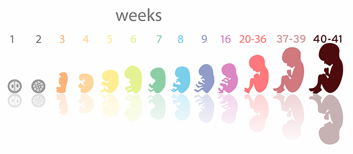 Во сколько недель начинают расти волосы у ребенка при беременности