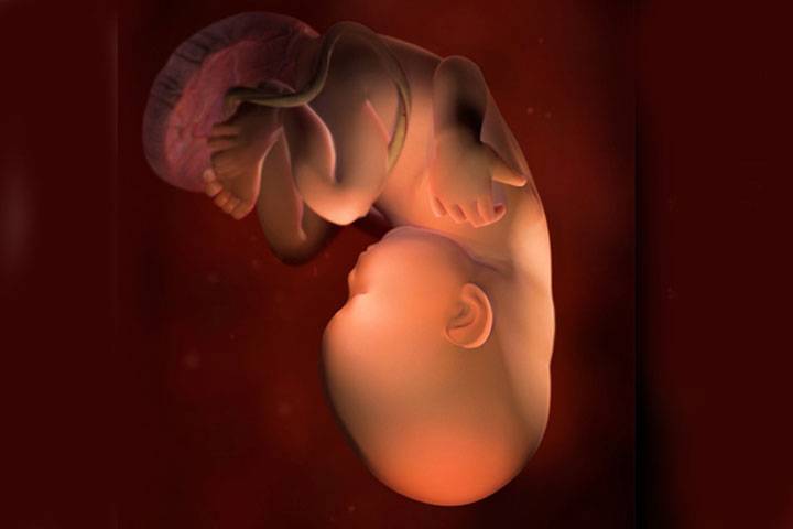 Ребенок в утробе матери фото 36 недель