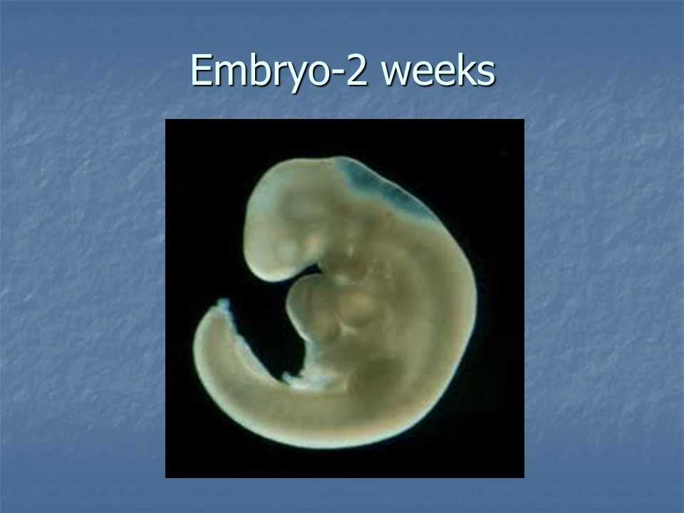 Плод 1 2 недели. Зародыш человека 2 недели. Зародыш человека 2.5 недель.