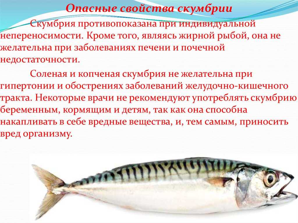 Какая рыба вредна. Рыба семейства скумбриевых макрель. Чем полезна скумбрия. Полезные рыбы скумбрия. Витамины в рыбе скумбрия.