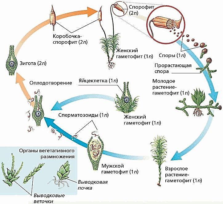 Чем представлен гаметофит и спорофит у водорослей. Цикл размножения кукушкиного льна. Жизненный цикл размножения Кукушкина льна. Схема жизненного цикла мха Кукушкин. Стадии жизненного цикла Кукушкина льна.