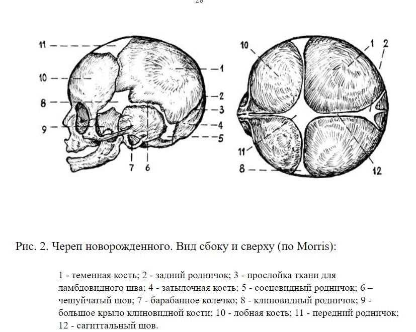 Типы родничков. Швы и роднички черепа. Стреловидный шов черепа. Кости и швы черепа новорожденного. Швы черепа анатомия.