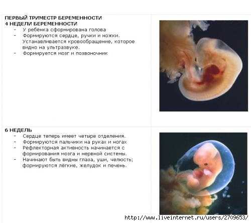 Сколько недель можно. Беременность 1 триместр эмбрион. Развитие по неделям беременности 1 триместр. 1 Триместр беременности плода по неделям. Развитие эмбриона в 1 триместре.