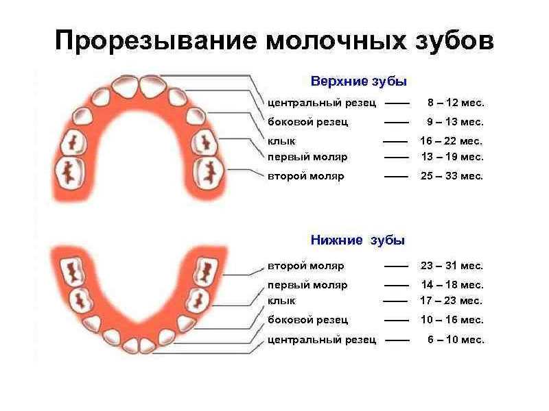 Моляры премоляры схема