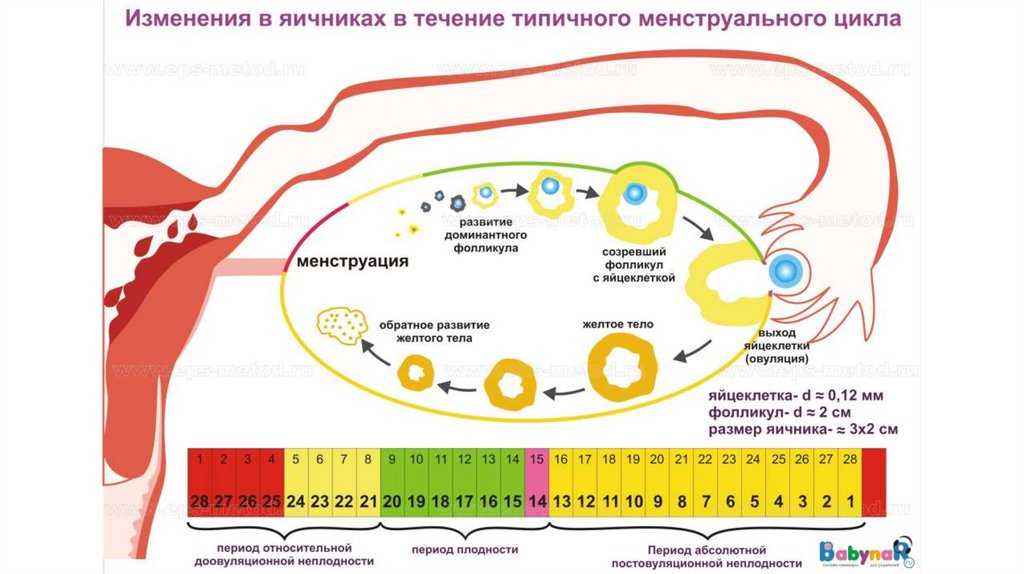 Цикл месячных схема