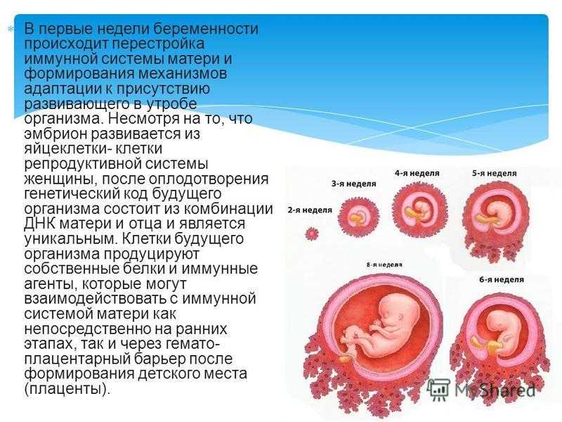 Развитие эмбриона по дням от зачатия с фото